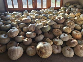 White pumpkins for sale. The price is 60 dinars
