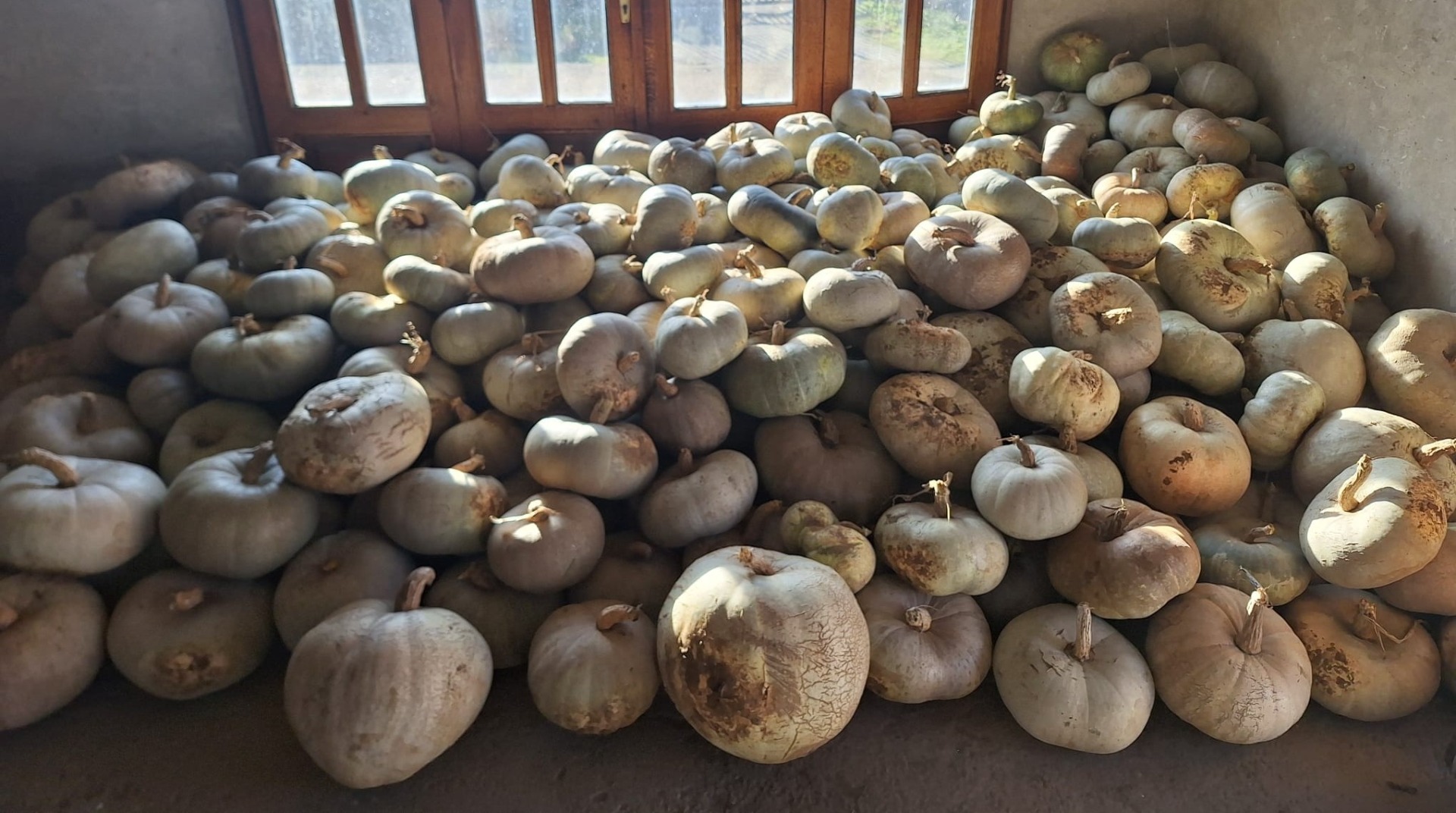 White pumpkins for sale