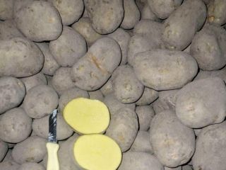 SORAYA potatoes We offer high quality SORAYA potatoes, directly