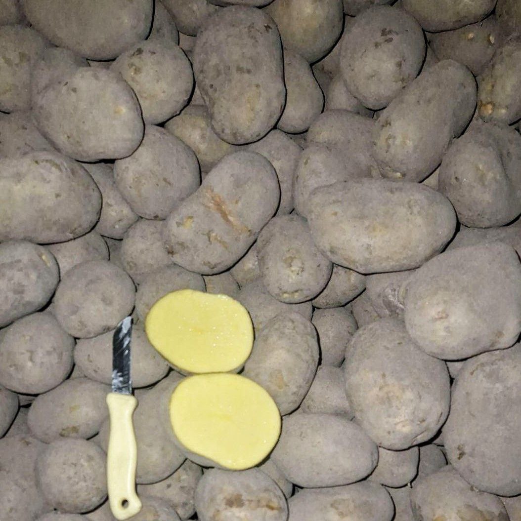 SORAYA potatoes We offer high quality SORAYA potatoes, directly from Poland