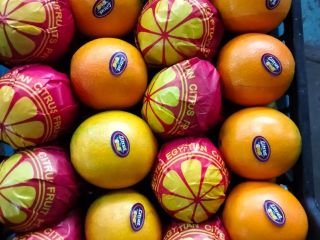 Navel and Valencia oranges Telescopic and open top, Size