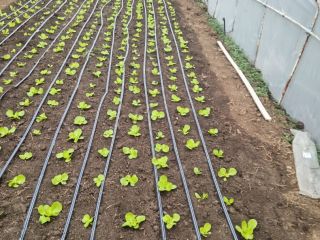 Genesis lettuce variety is coming soon. About 950 pieces