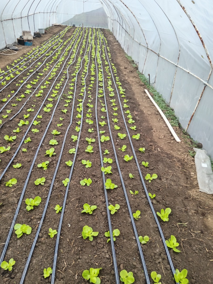 Genesis lettuce variety is coming soon