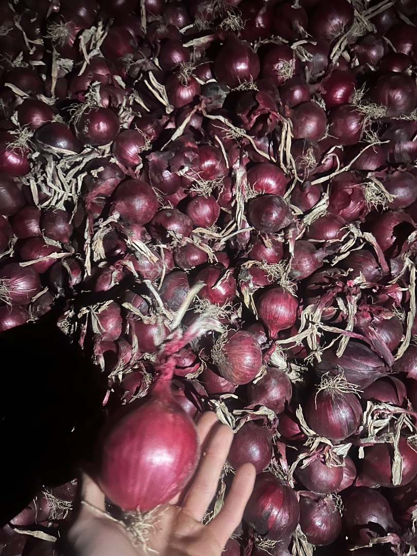 I have red onions for sale, suitable for packaging and picking for marquetry