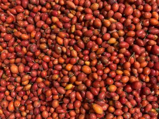 I will sell frozen rose hips, class B, under