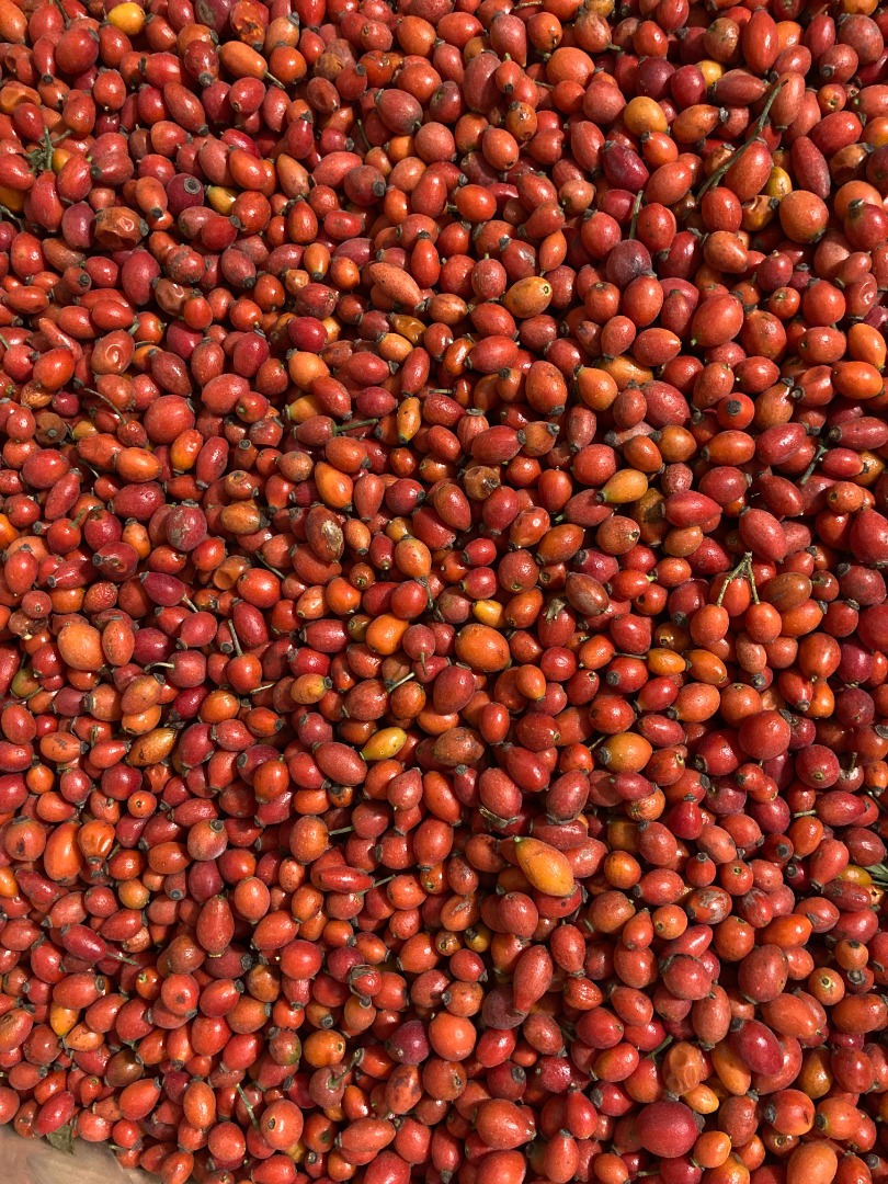 I will sell frozen rose hips, class B, under DAP conditions, 25 kg bag packaging