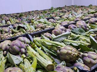 Fresh Tunisian artichokes – premium quality These artichokes, grown