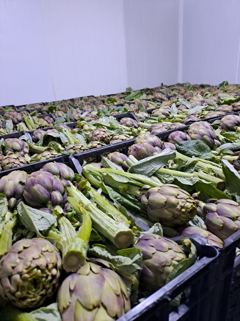 Fresh Tunisian artichokes – premium quality These artichokes, grown in Tunisia, belong to the Violetto variety (or similar, if you have a specific variety)
