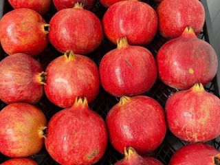 Variety: bala-myursal Opt from 100kg