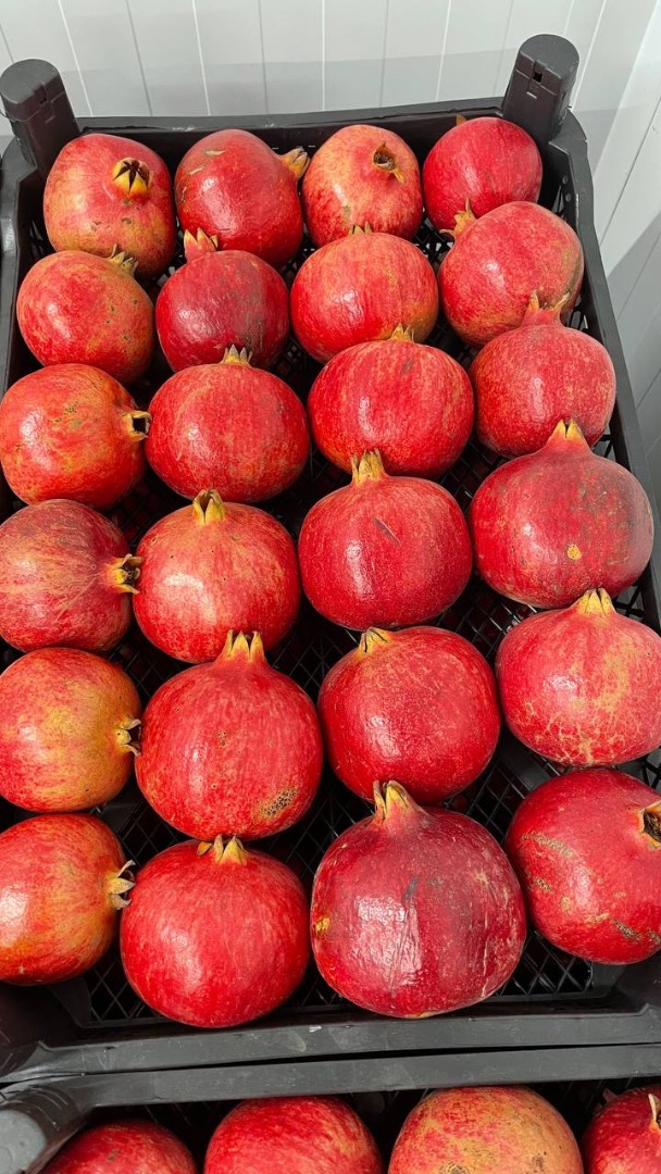 Variety: bala-myursal Opt from 100kg