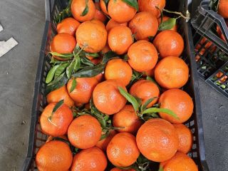 Mandarin Spain fresh entry !! Attractive price, beautiful goods