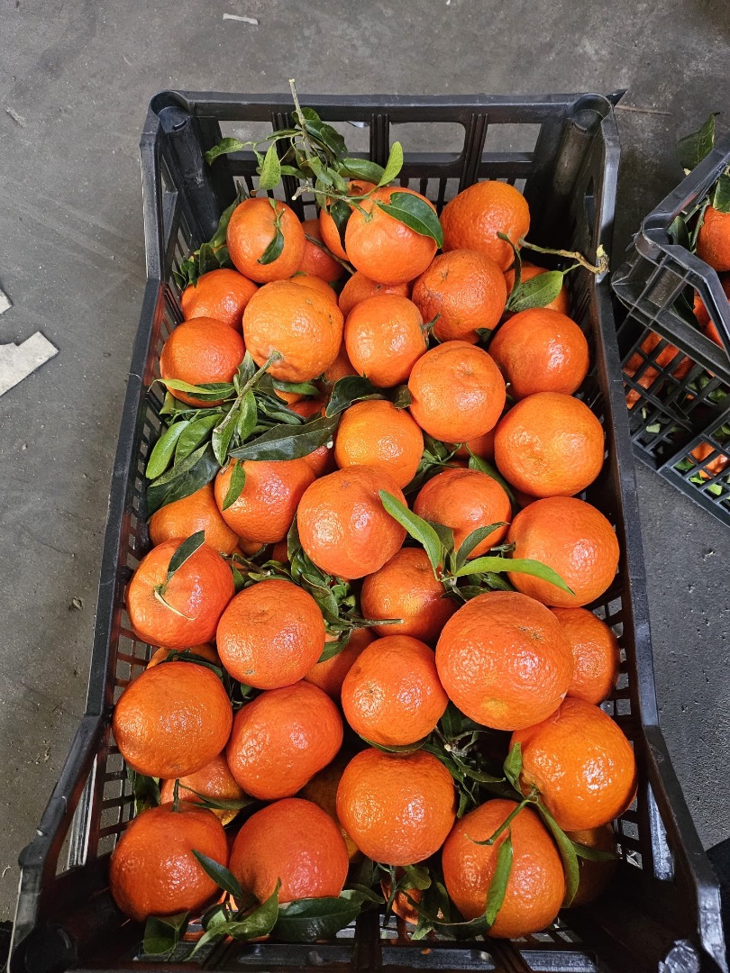Mandarin Spain fresh entry !! Attractive price, beautiful goods Collection Krakow After agreement possible transport VAT invoice Interested parties are welcome