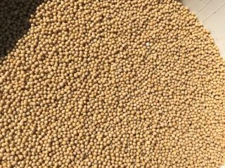 Offriamo in vendita semi di senape gialla purificati di