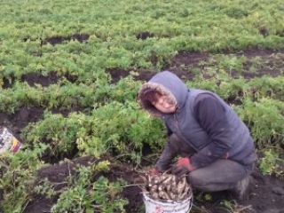 Parsley of the Arat variety is tasty, stores well,