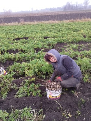 Parsley of the Arat variety is tasty, stores well, caliber from 2.5 to 5.5