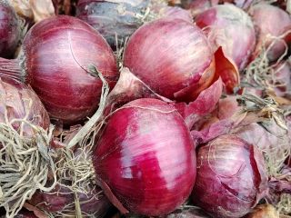 I will sell red onions