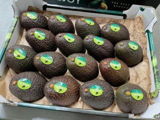 Hass Avocado for Sale – Fresh and Top Quality!