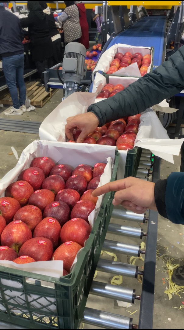 hello im a Daniel i have apple high quality to 1000ton and i have a coldstore send me message in the whatsapp my number is +[phone number]