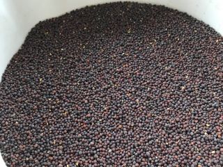 Offriamo in vendita semi di senape nera purificati di