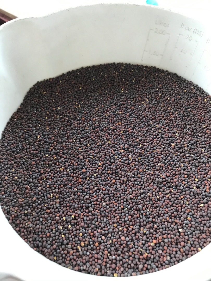 We offer for sale purified black mustard seeds of Ukrainian origin