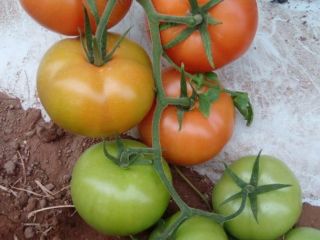 High-quality tomatoes from Morocco. Known for their rich flavor,