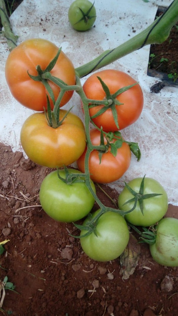 High-quality tomatoes from Morocco