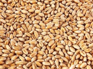 Wholesale sales directly from the manufacturer in Kazakhstan: Wheat