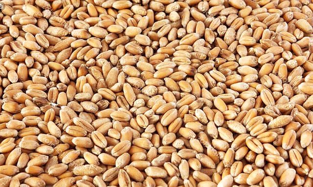 Wholesale sales directly from the manufacturer in Kazakhstan: Wheat (150,000 t), Flax (20,000t), Red Lentils (20,000 t), Barley (100,000t), Alfalfa