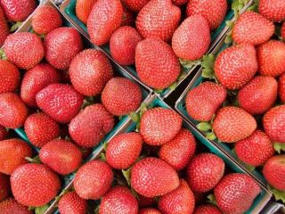Production: 2024 Frozen, De stemmed Packaging to be agreed