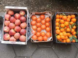 Wholesale tangerines from Greece, two pallets, plastic box price