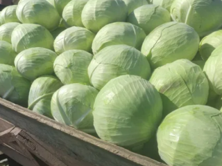 We will buy white cabbage on Psemusl
