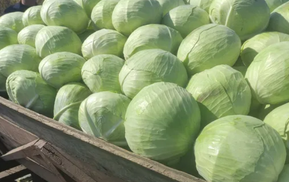 We will buy white cabbage on Psemusl
