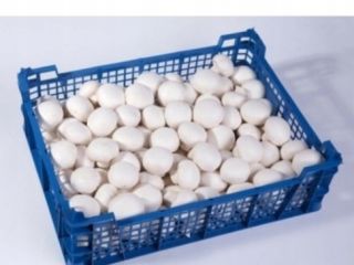 I will sell white mushrooms