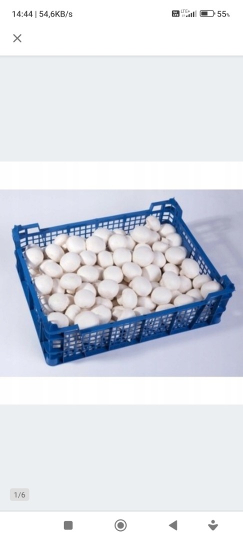 I will sell white mushrooms