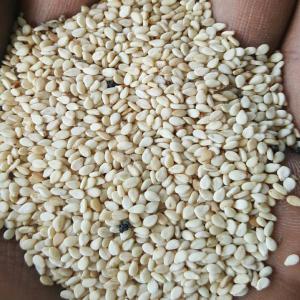 Vente de Sésame en Grandes Quantités Producteur expérimenté , je propose à la vente un stock de plus de 4000 tonnes de sésame de haute qualité, prêt à