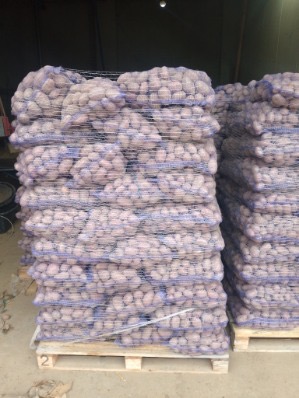 The Polish company MM TRADE KONSULTING offers the sale of potatoes of various varieties (as well as carrots, onions, cabbage) Hummingbirds from 50 cm Packing