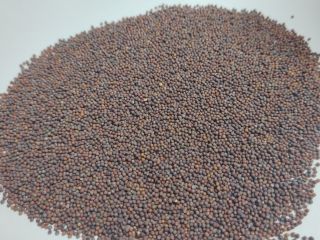 Vendiamo senape bruna 99,98% di purezza, pulita da sortex,