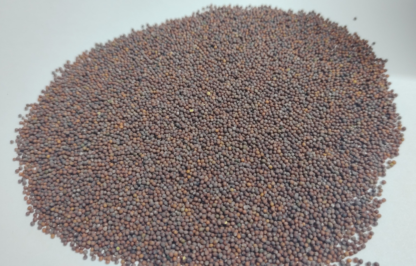 We sell brown mustard 99.98% purity, cleaned by sortex, free from residue of pesticides