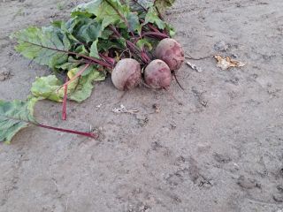 I will sell beets, Wodan variety, price negotiable, prepared