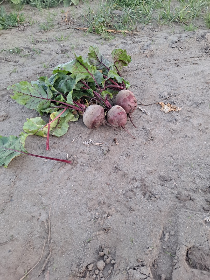 I will sell beets, Wodan variety, price negotiable, prepared to order