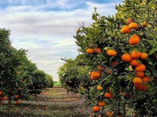 Fresh and delicious oranges straight from Tortosa Looking for