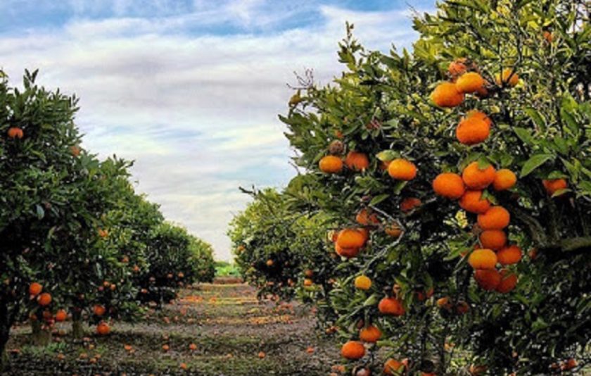 Fresh and delicious oranges straight from Tortosa Looking for the best oranges for your table or business? Grown in the sunny heart of Tortosa, our oranges