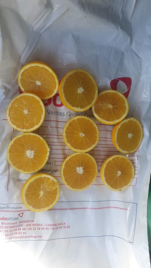 orange from morocco availability: variety navel, newhall, salustatiana and nova