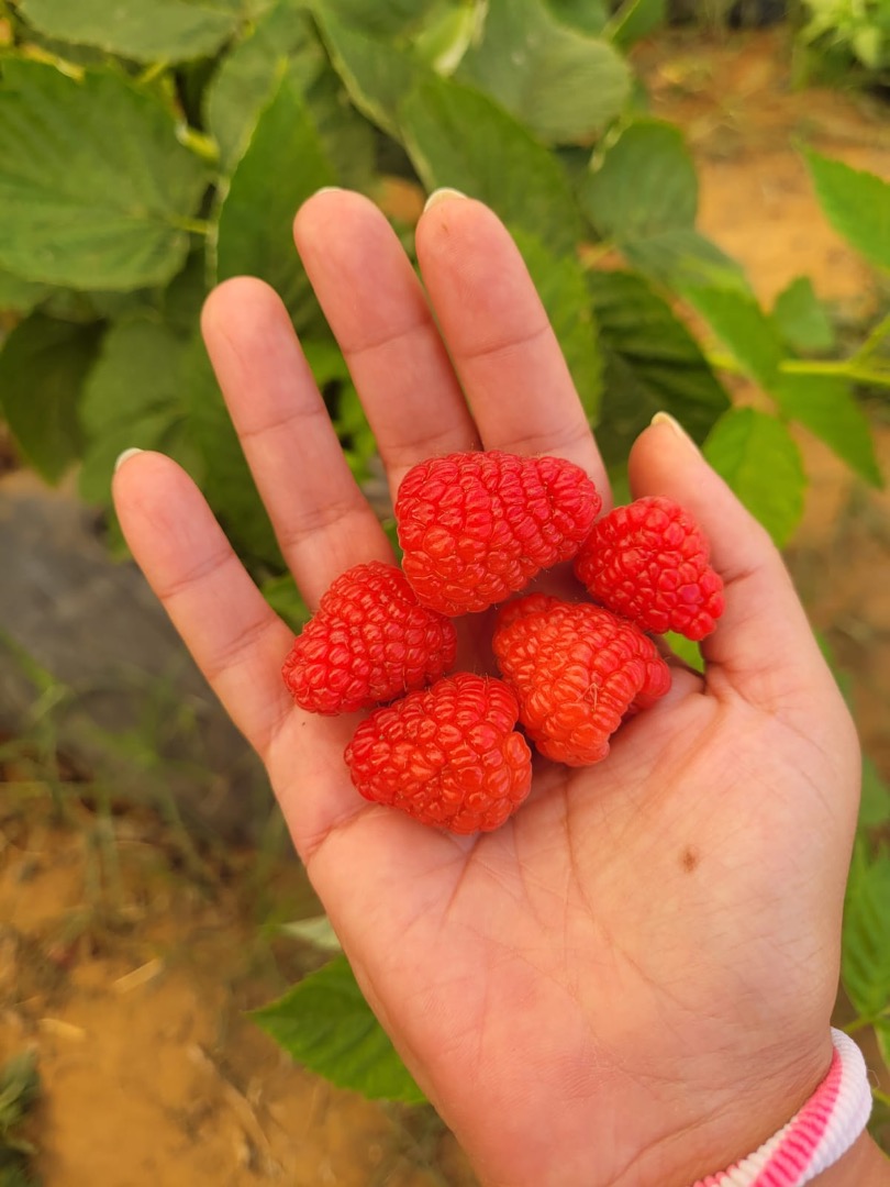 Exceptional varieties: We offer the Adelita variety and another exclusive variety, grown to the highest standards