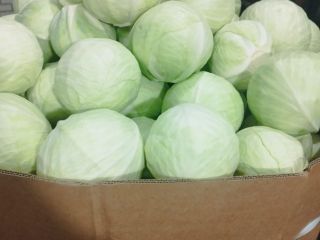 I will sell white cabbage market caliber 1-4kg packaging