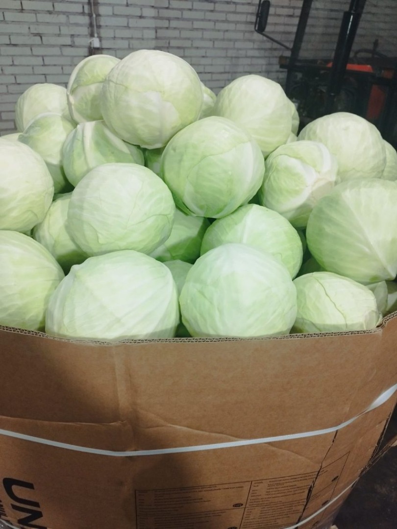 I will sell white cabbage market caliber 1-4kg packaging cardboard box on a pallet 1000kg