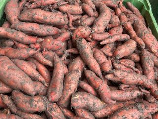 We produce Austrian sweet potatoes and are still looking