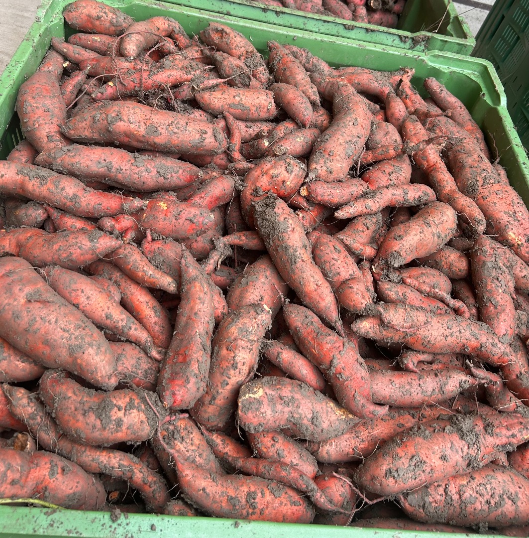 We produce Austrian sweet potatoes and are still looking for dealers or other customers