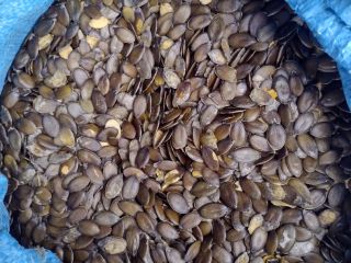 I will sell pumpkin seeds 4.2t, harvest 2024, packed