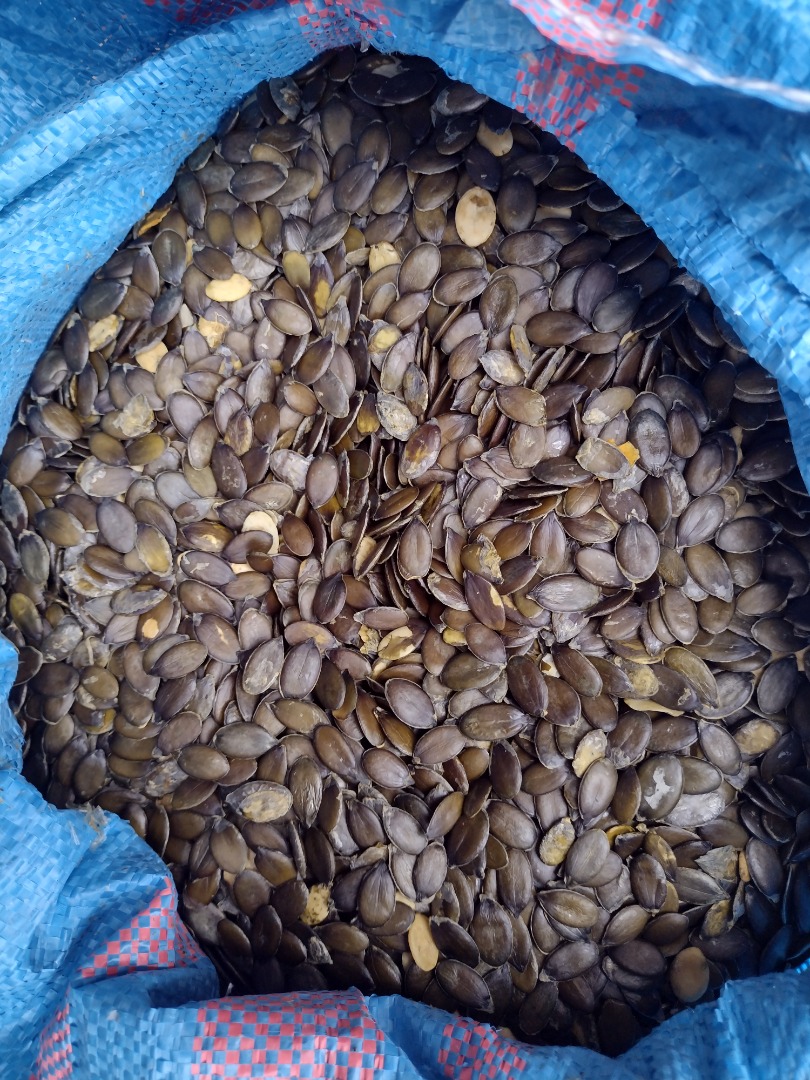 I will sell pumpkin seeds 4.2t, harvest 2024, packed in 25kg bags or BigBag